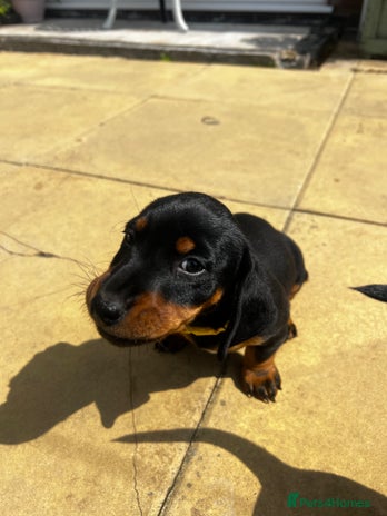 Mixed Breed dogs - Advert 9