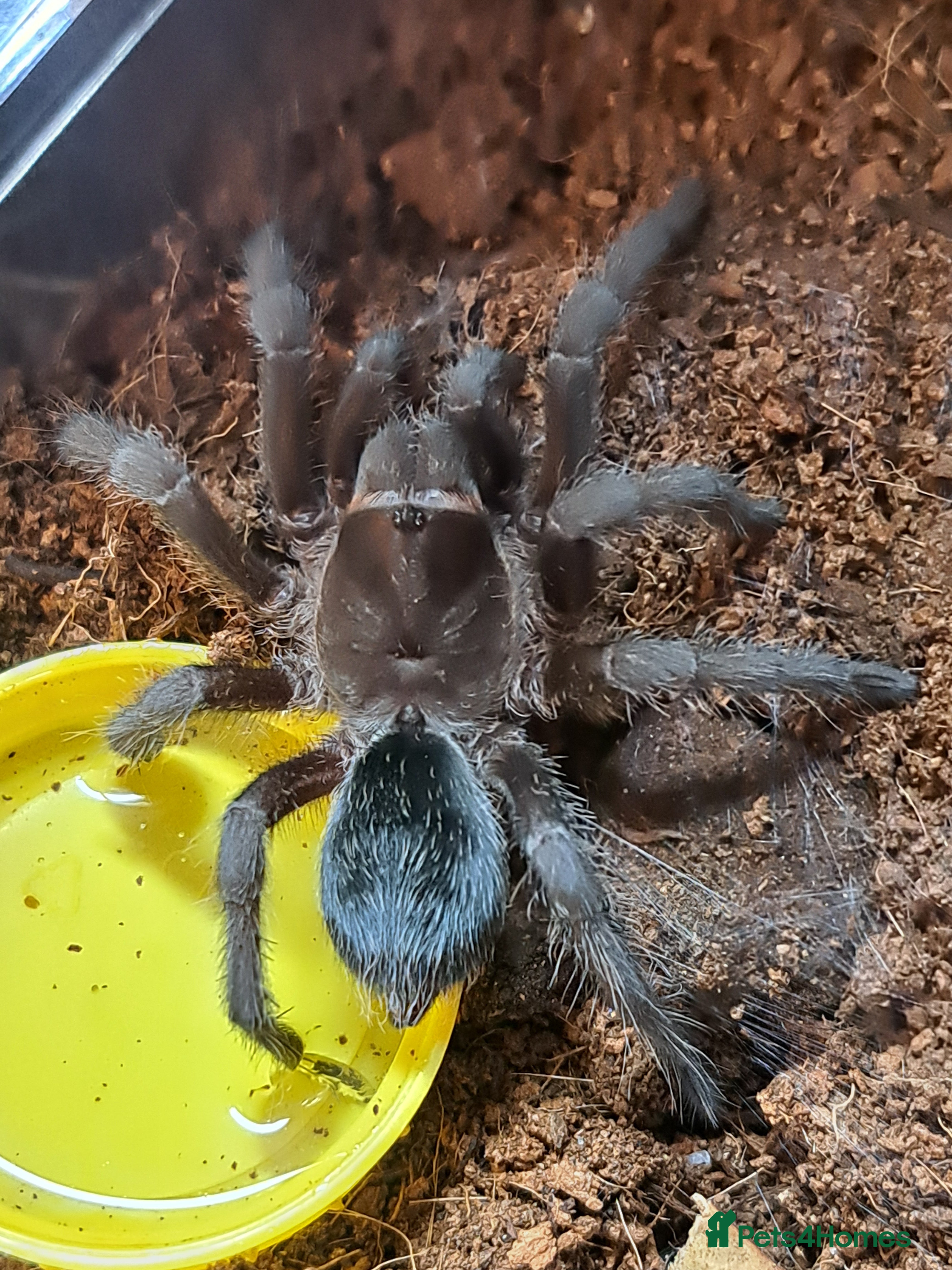 Tarantulas invertebrates Tarantulas For Sale  - Advert 14