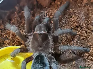 Tarantulas invertebrates Tarantulas For Sale - Advert 14