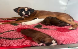 Boxer dogs for sale: Kc Beautiful Red and White Boxer Puppies  - Image 2