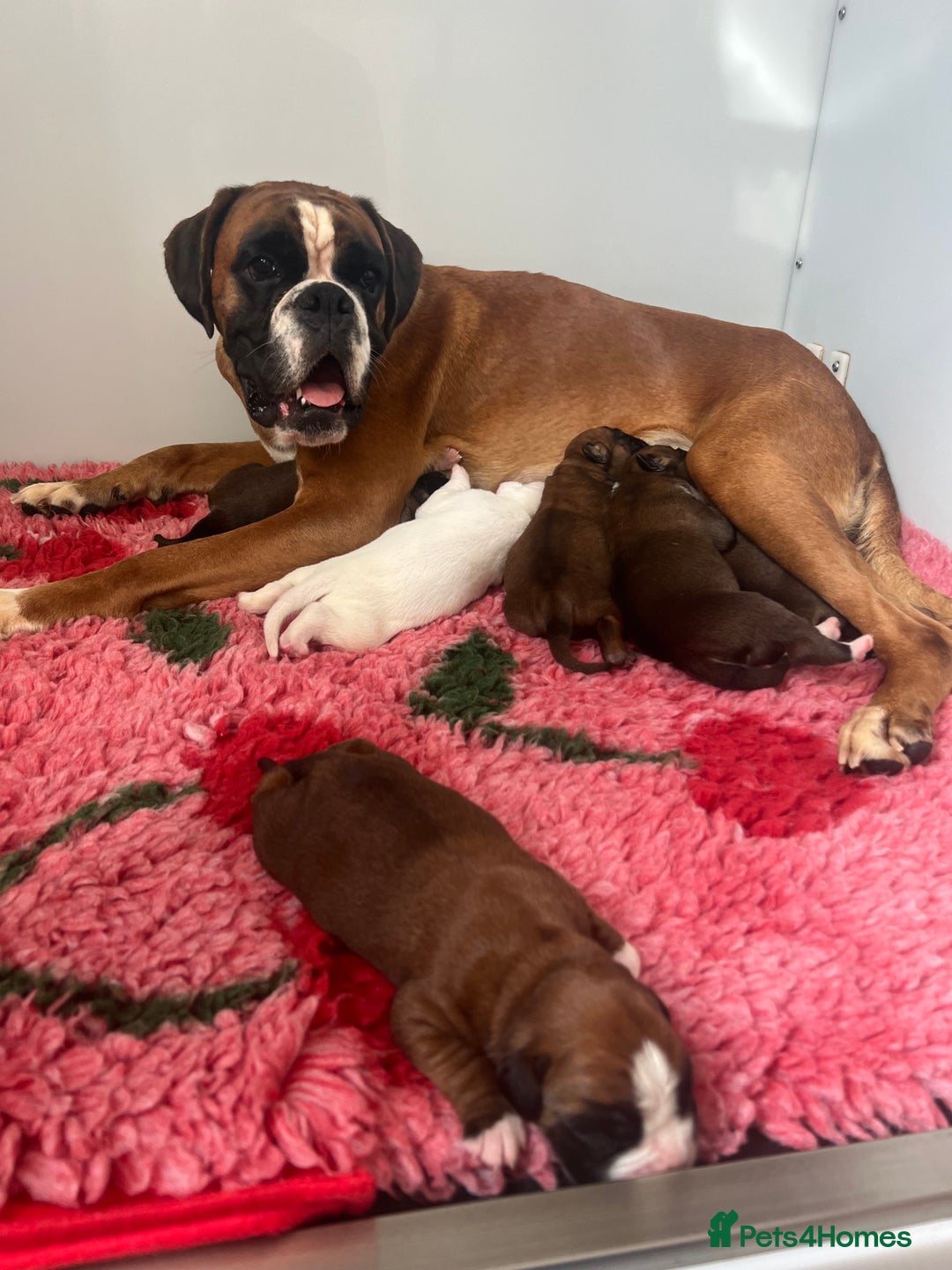 Boxer dogs for sale: Kc Beautiful Red and White Boxer Puppies  - Image 2