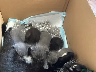 Mixed Breed cats **ALL KITTENS HAVE BEEN REHOMED** - Advert 4