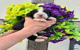Bernedoodle dogs for sale: 1 boy left gorgeous f1 medium bernedoodle puppies  in Market Drayton - Image 19