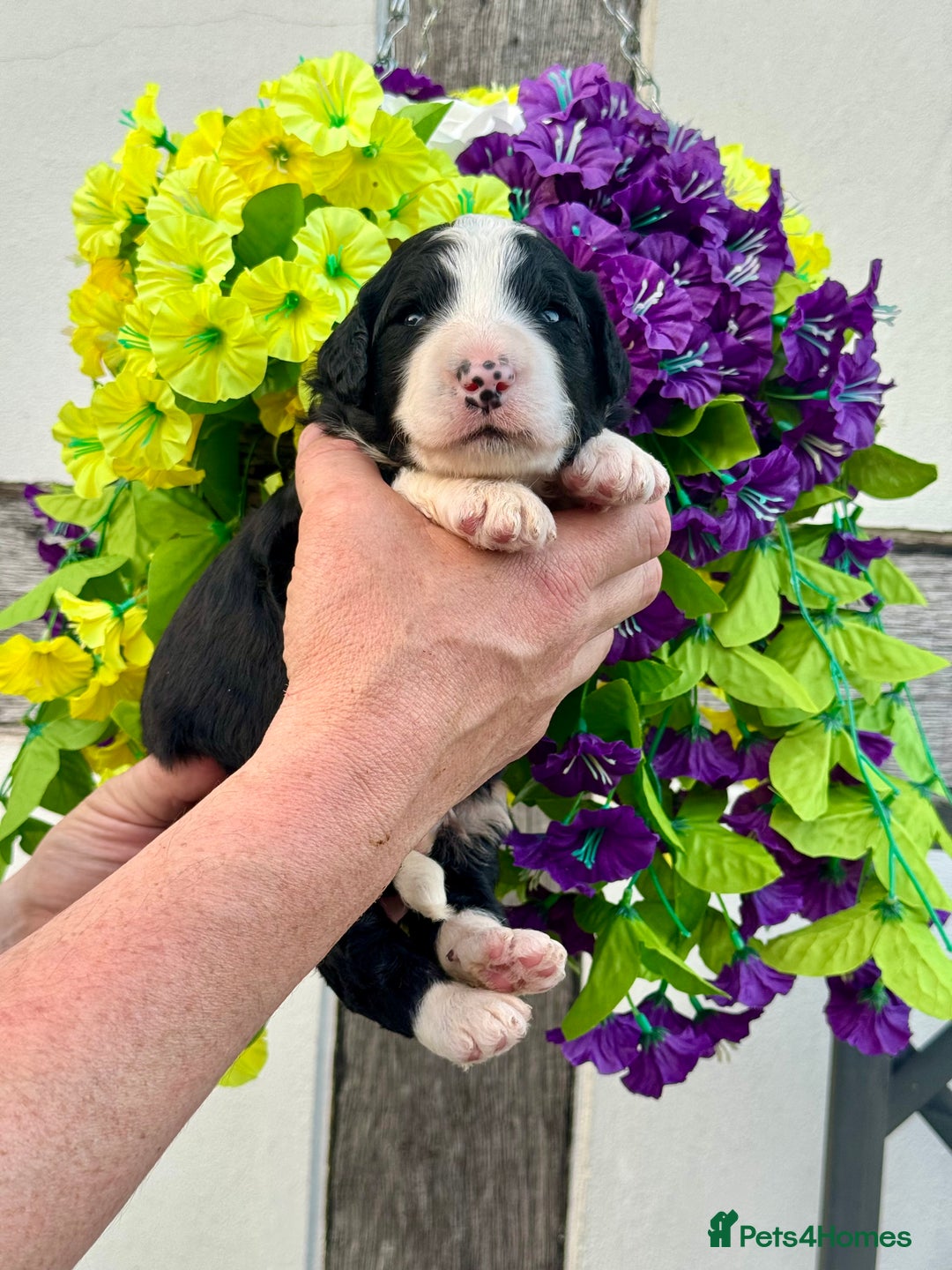 Bernedoodle dogs for sale: 1 boy left gorgeous f1 medium bernedoodle puppies  in Market Drayton - Image 19