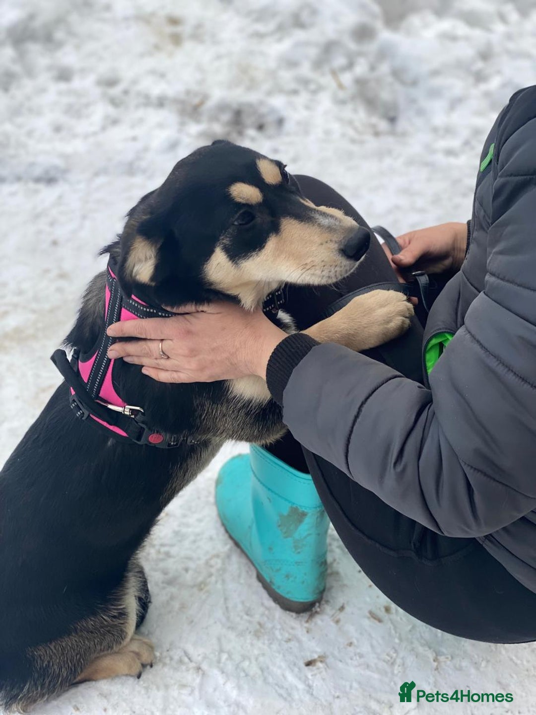Mixed Breed dogs for adoption: 💖🐶 LADY AND DORY 🐶💖 - Advert 14
