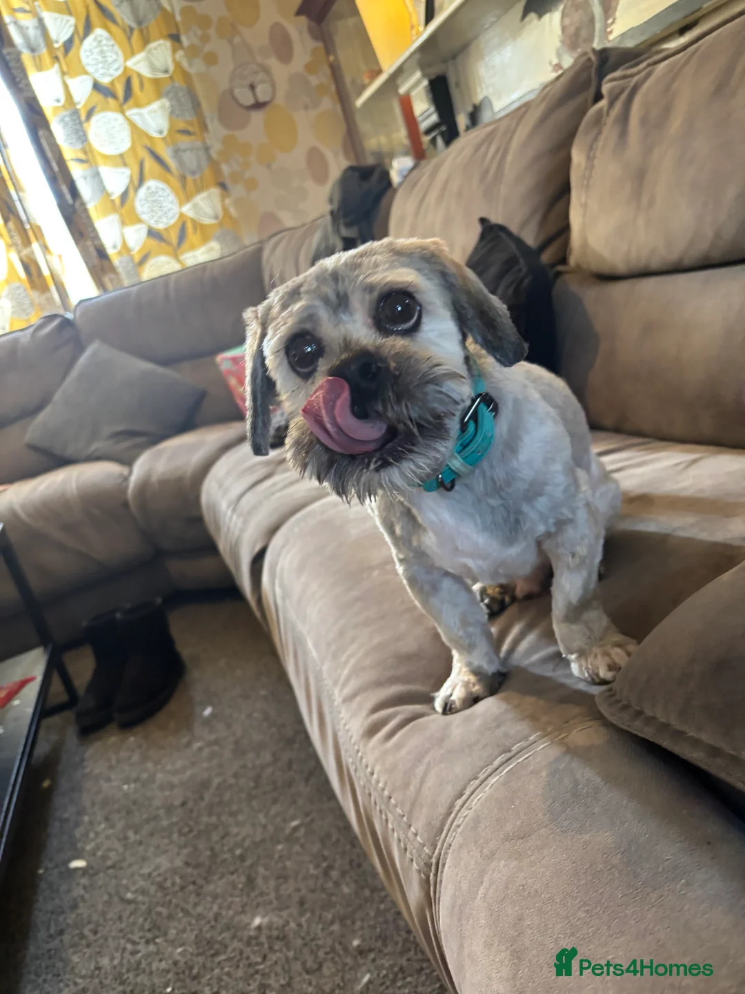 Lhasa Apso dogs for sale: Lhaso aspo - Advert 2