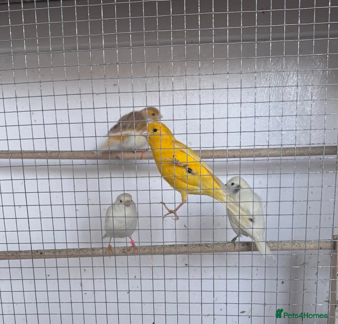Canaries birds for sale: Fife canaries  - Advert 12