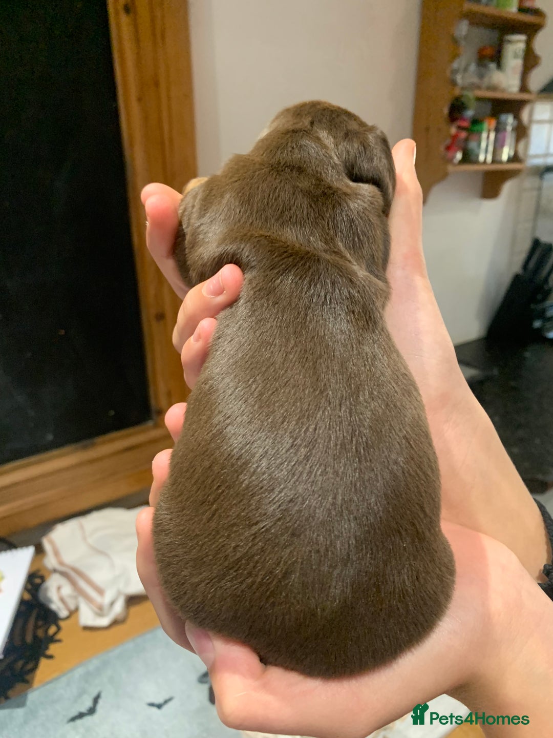 Dachshund dogs for sale: Miniature dachshund pups  - Image 6