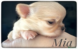 Chihuahua dogs for sale: Long coat girl and boy available  - Image 3