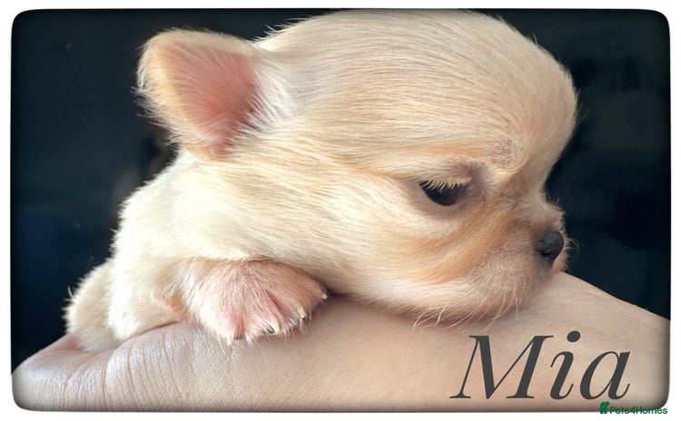 Chihuahua dogs - Advert 8