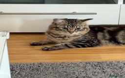 Ragdoll cats for sale: Teddie & Mystie - Image 3