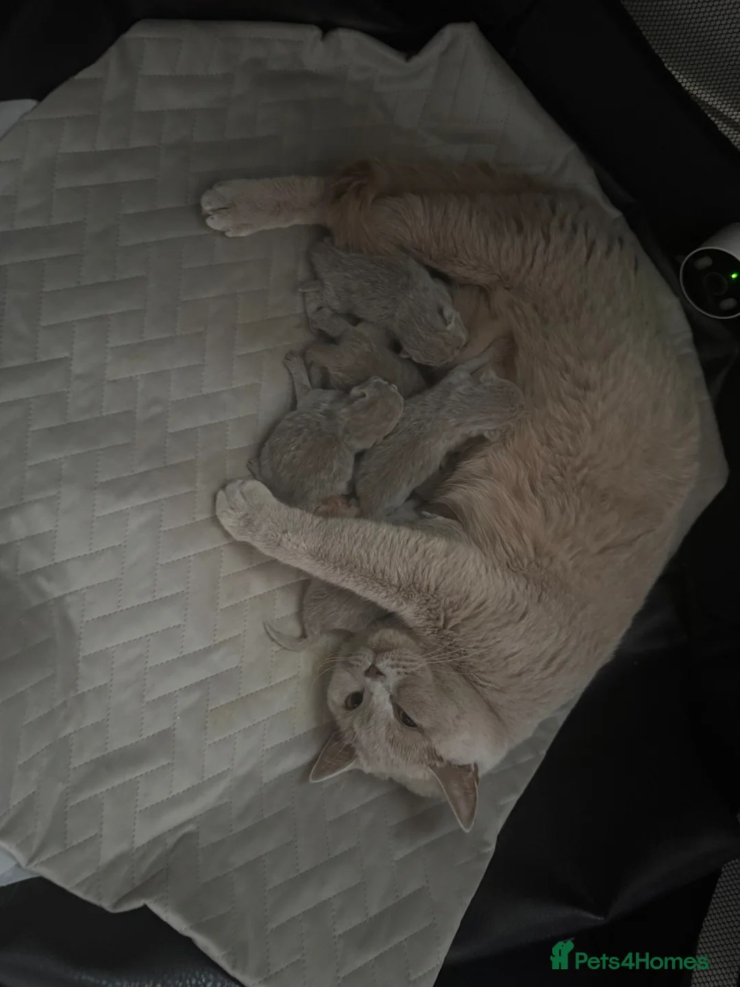 British Shorthair cats for sale: Lilac chunky british short hair kittens to reserve in Birmingham - Advert 2