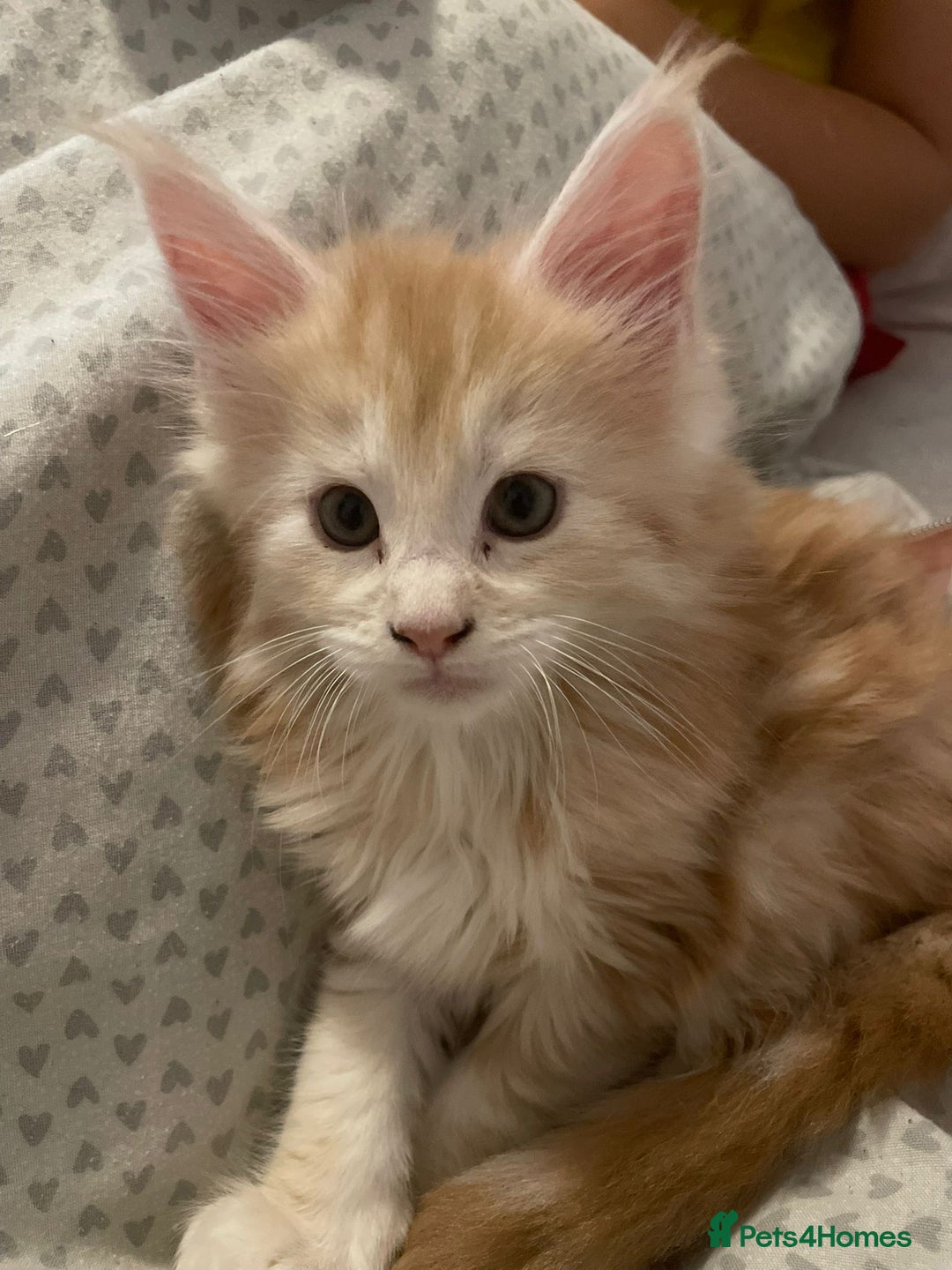 Maine Coon cats for sale: Maine coon kittens ready to leave! - Image 4
