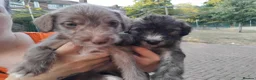 Mixed Breed dogs for sale: 2 Bedlington terrier cross lurcher pups in Romford - Advert 3
