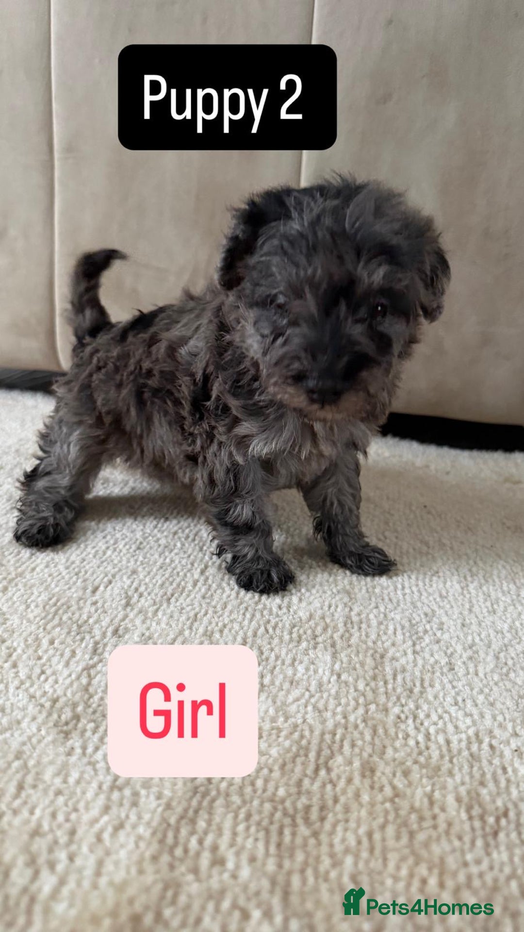 Mixed Breed dogs for sale: Schnoodle puppies for sale  - Advert 19