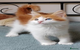 Mixed Breed cats for sale: Kittens with Mittens!! Unique Maine Coon x  - Image 9