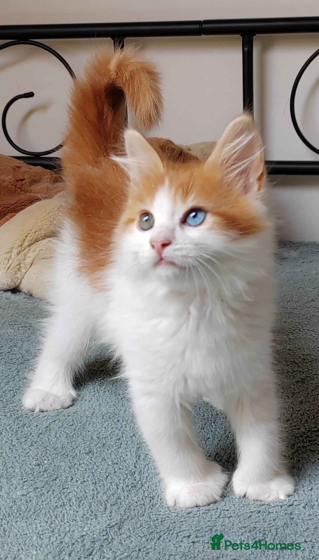 Mixed Breed cats for sale: Kittens with Mittens!! Unique Maine Coon x  - Image 9