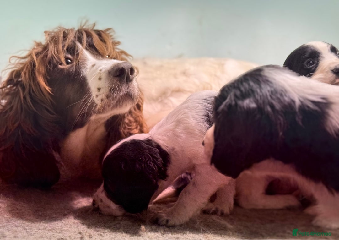 Sprocker dogs for sale: Beautiful Springer Spaniel KC Health Clear Parents - Image 2