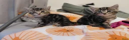 Mixed Breed cats for sale: 4 sweet kittens for sale  in Great Yarmouth - Advert 4