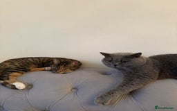 British Shorthair cats for sale: BRITISH SHORTHAIR CROSS OCICAT KITTENS - Image 15