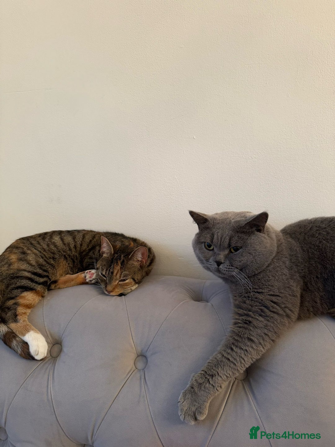 British Shorthair cats for sale: BRITISH SHORTHAIR CROSS OCICAT KITTENS - Image 15