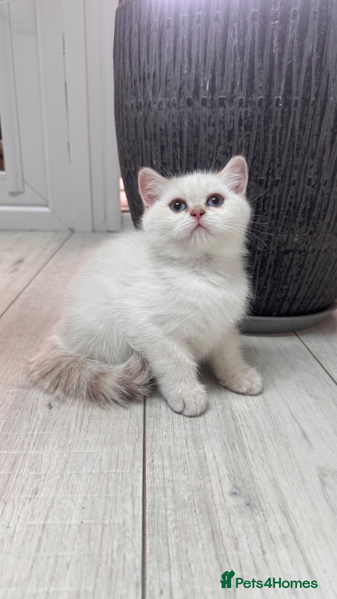 British Shorthair cats Beautiful British Shorthair Girl  - Advert 1