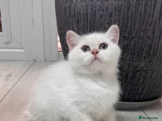 British Shorthair cats Beautiful British Shorthair Girl - Advert 1