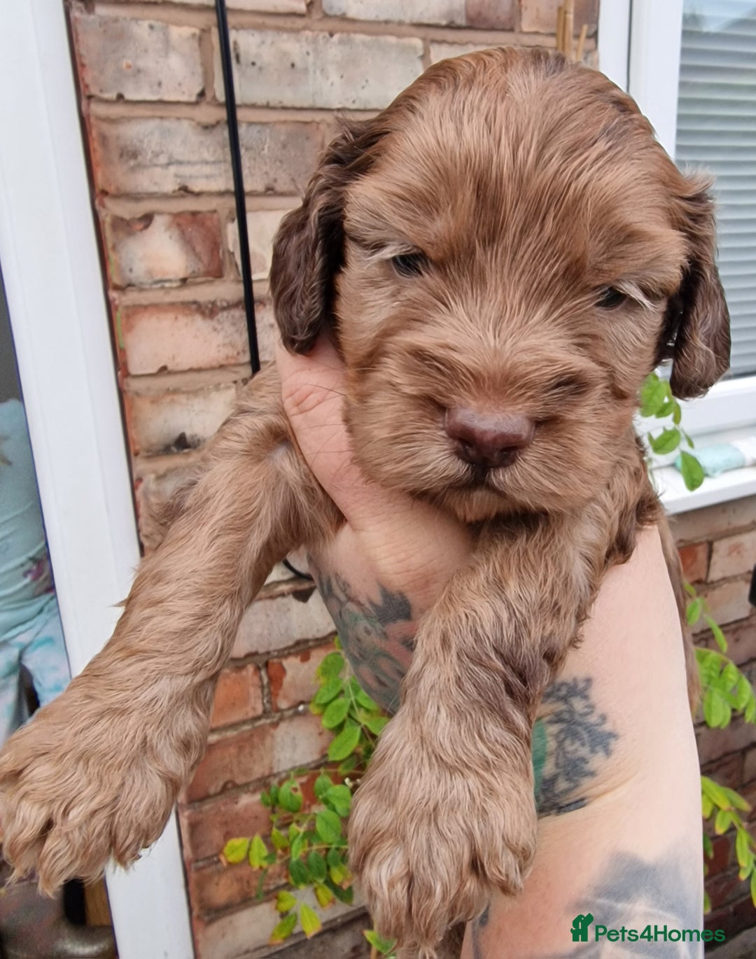 Cockapoo dogs for sale: red sable merle boy left 💜 - Image 15