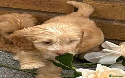 Cockapoo dogs for sale: Adorable cockapoos - Image 11