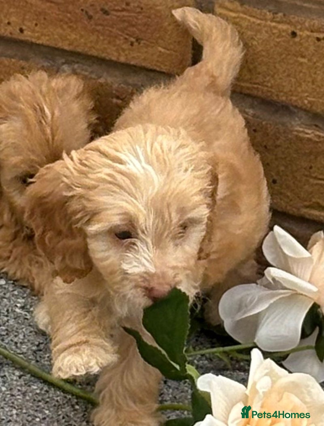 Cockapoo dogs for sale: Adorable cockapoos - Image 11