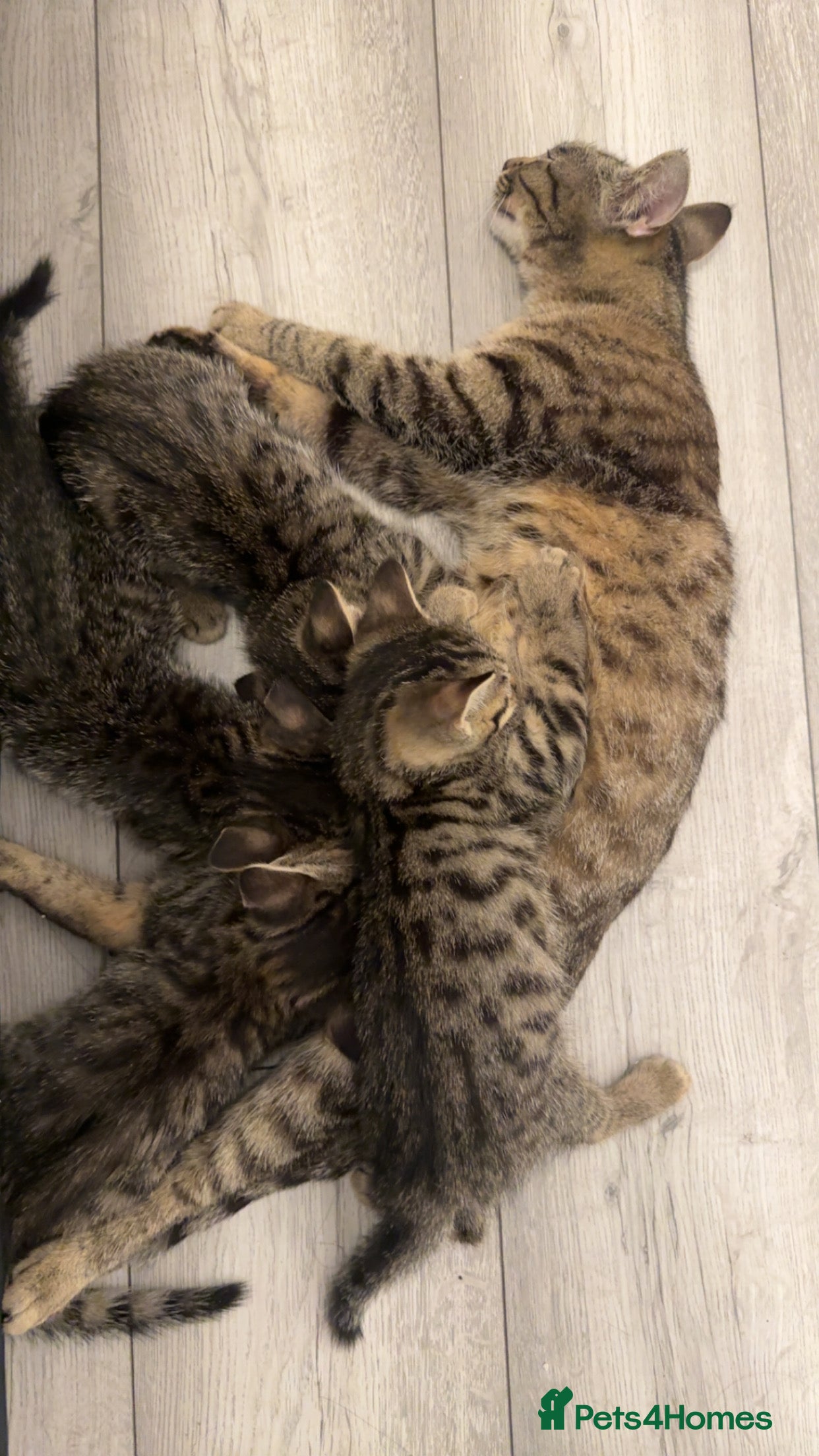 British Shorthair cats for sale: Tabby Kittens in London - Advert 2