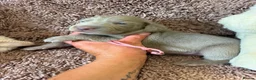 Weimaraner dogs for sale: Weimaraner Silver Grey Girl Pups - Ganult showline - Advert 19