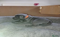 Staffordshire Bull Terrier dogs for sale: Blue Staffie Pups - Image 2