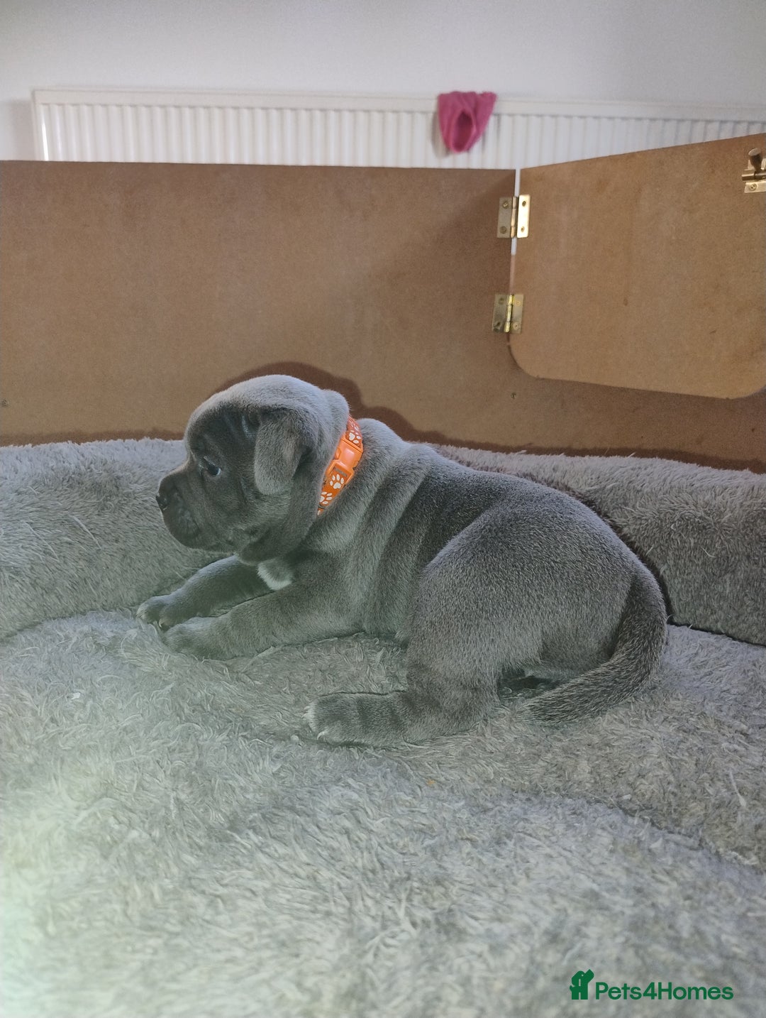Staffordshire Bull Terrier dogs for sale: Blue Staffie Pups - Image 2