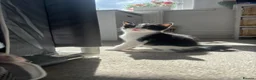 Mixed Breed cats for sale: Two gorgeous girl kittens  - Advert 10