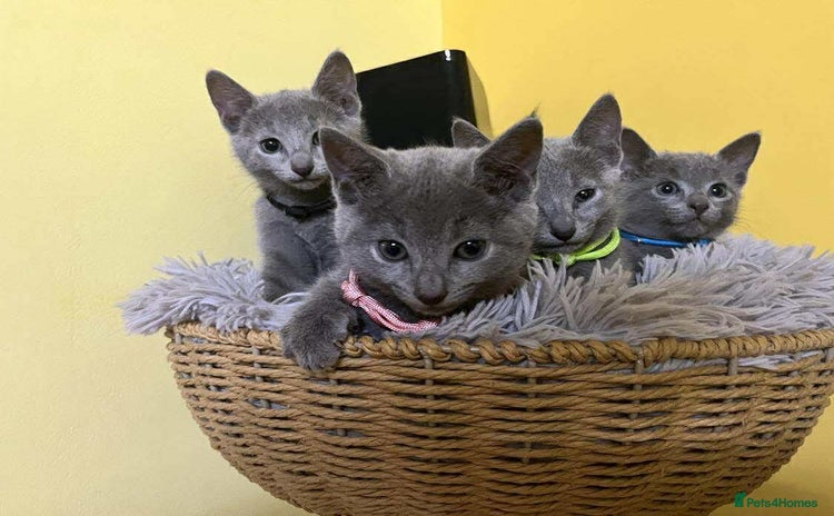Russian Blue cats - Advert 3