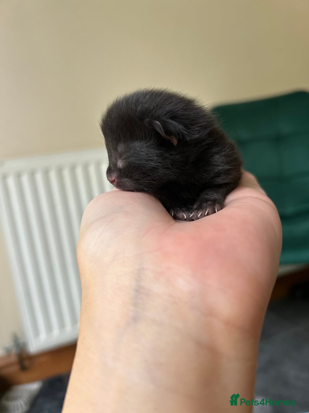 Ragdoll cats for sale: Ragdoll X kittens  - Image 4
