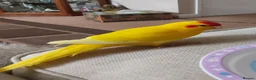 Parakeets birds for sale: Kakariki for sale (with cage) - Advert 2