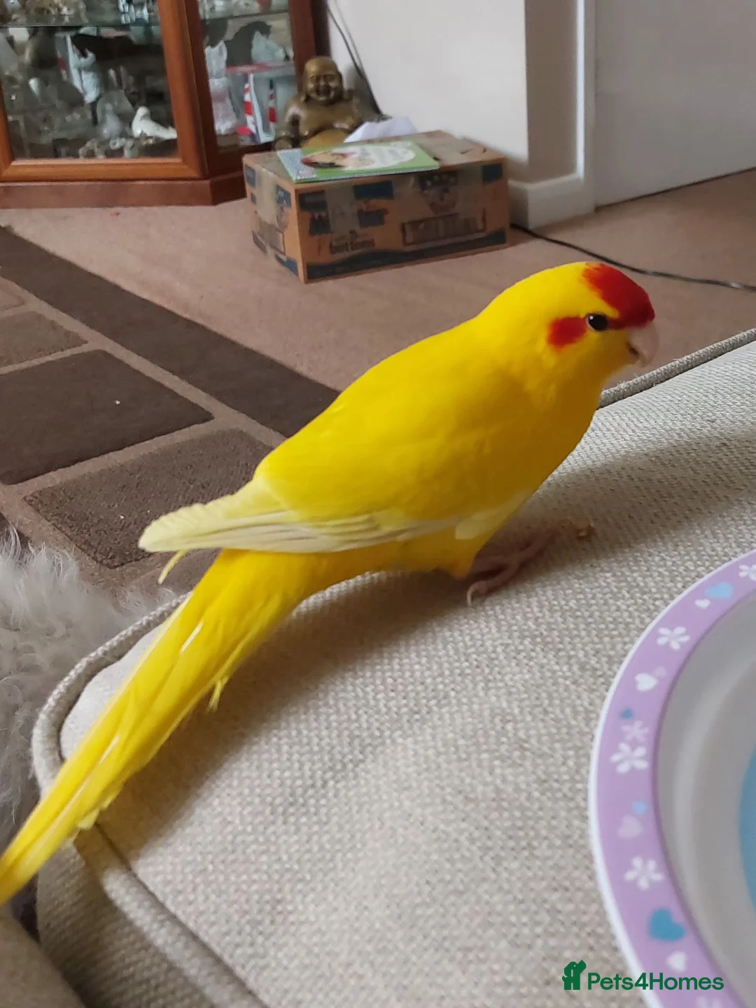 Parakeets birds for sale: Kakariki for sale (with cage) - Advert 2