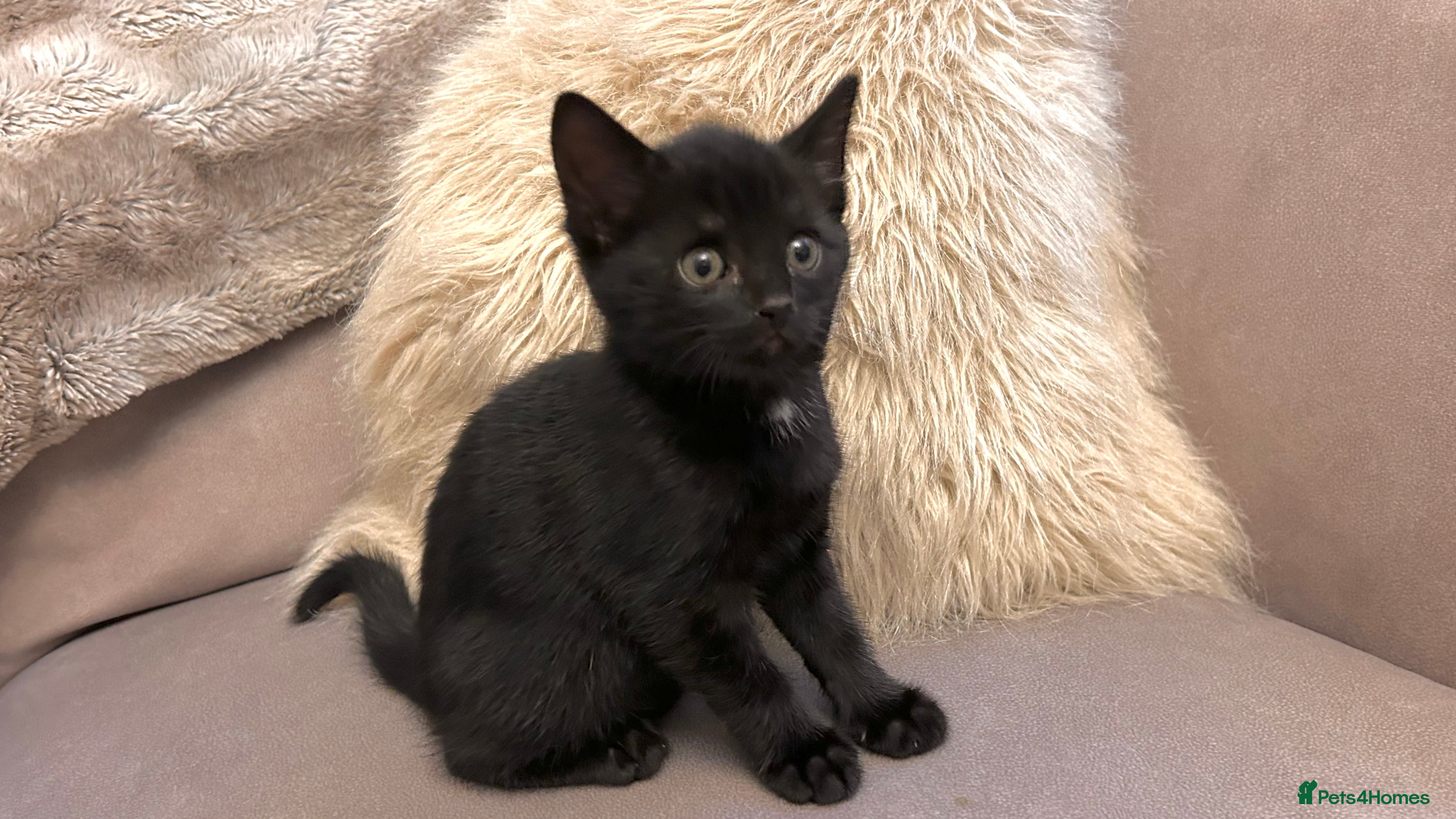 British Shorthair cats 4 kittens for sale  - Advert 2