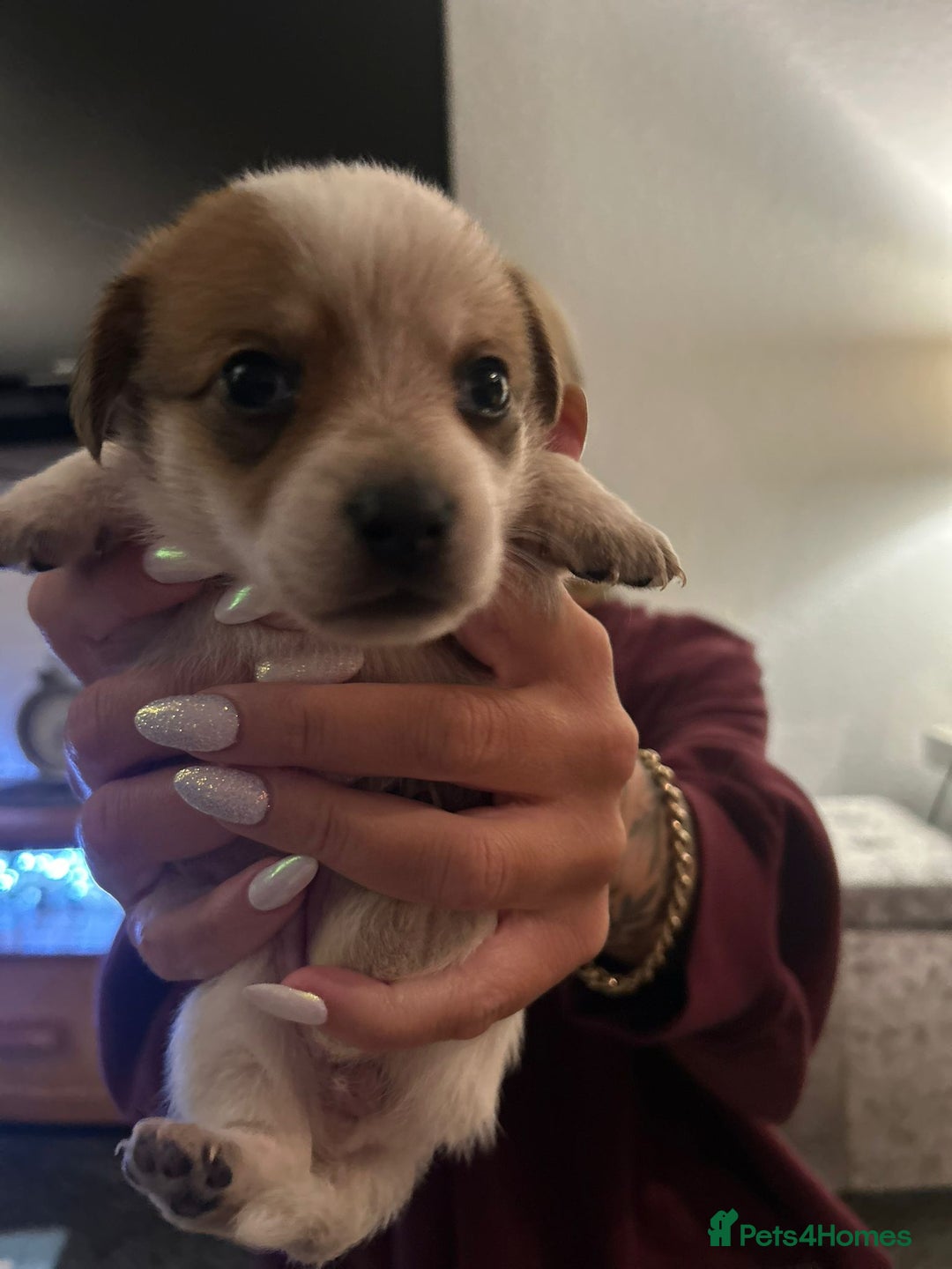 Mixed Breed dogs for sale: Dameranian Fluffballs  - Advert 6