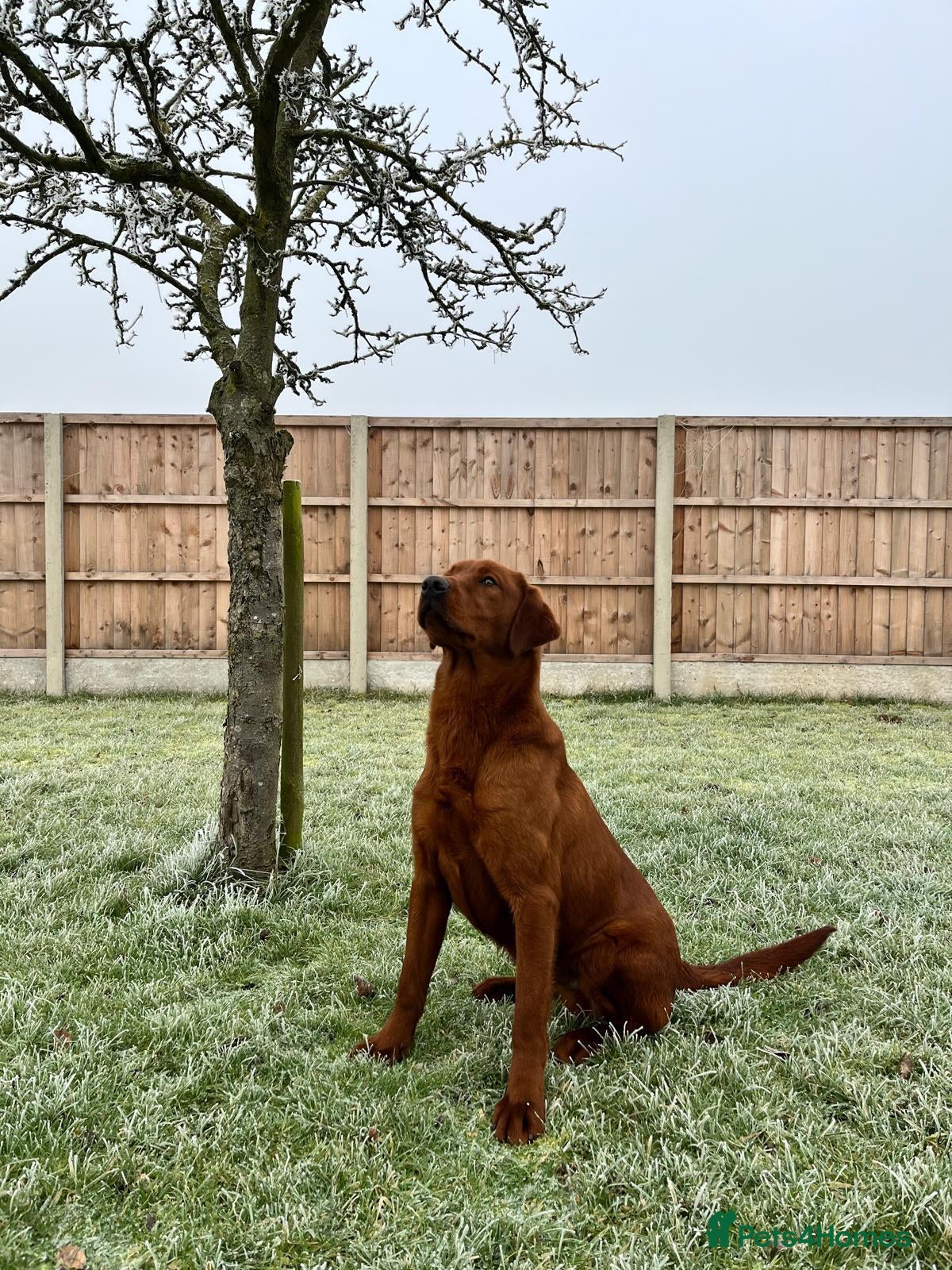 Labrador Retriever dogs Extremely Dark Red,Fully health tested,Proven stud in York - Advert 6