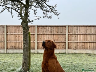Labrador Retriever dogs in York - Advert 3