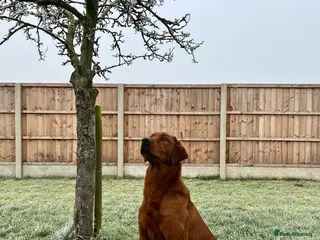 Labrador Retriever dogs Extremely Dark Red,Fully health tested,Proven stud in York - Advert 18