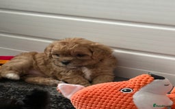Maltipoo dogs for sale: Outstanding Malshipoo puppies - Image 31