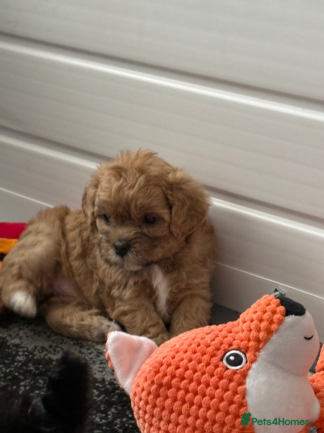 Maltipoo dogs for sale: Outstanding Malshipoo puppies - Image 31