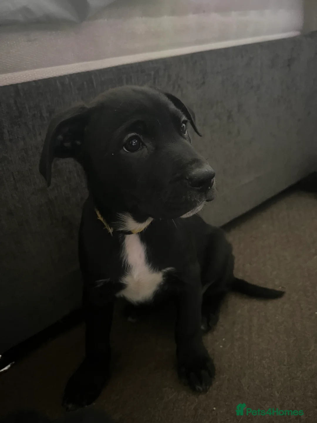 Mixed Breed dogs for sale: 8 Beautiful Mastiff x Staff x Black Mouth Cur Pups - Advert 3