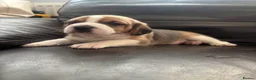 Beagle dogs for sale: Stunning Beagle puppies  - Advert 10