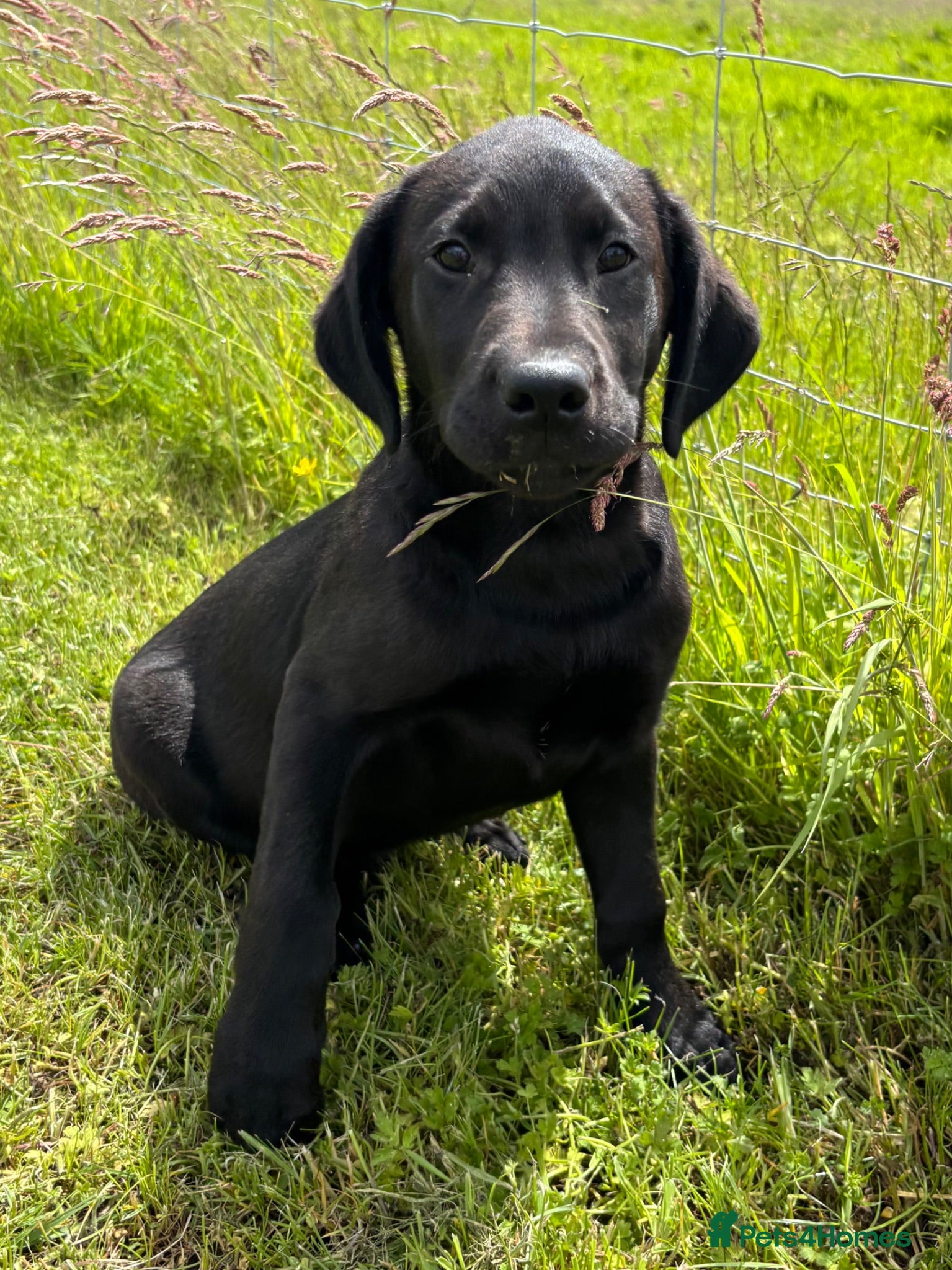Labrador Retriever dogs Gorgeous Black Labs KC Registered Outstanding Hips - Advert 9