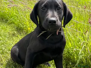 Labrador Retriever dogs Gorgeous Black Labs KC Registered Outstanding Hips - Advert 9